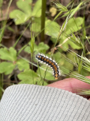 iNaturalist observation photo of Pacific Tent Caterpillar