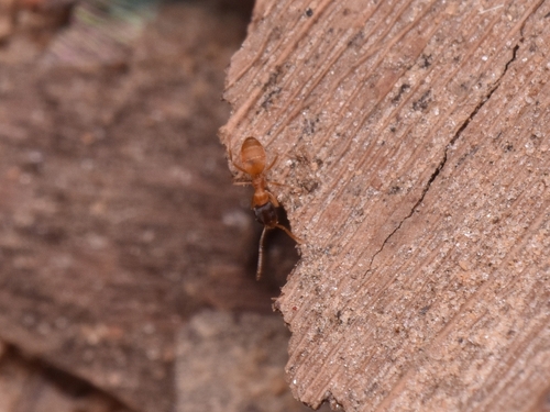 Plagiolepis dichroaPlagiolepis dichroa