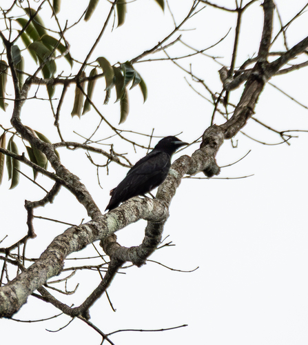 Purple-throated Fruitcrow