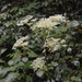 Angelica pubescens - Photo (c) Eli Sooker, all rights reserved, uploaded by Eli Sooker