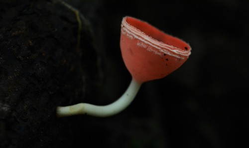 Cookeina speciosa