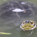 Yellow-headed Temple Turtle - Photo (c) Josh V. Addesi, all rights reserved, uploaded by Josh V. Addesi