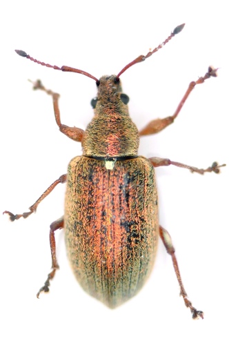 Common Leaf Weevil