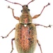 Common Leaf Weevil - Photo (c) jesorg, all rights reserved