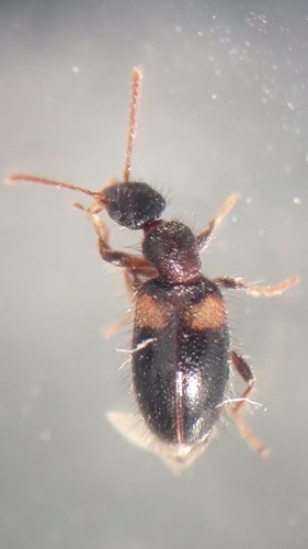 Observations by jesorg · iNaturalist