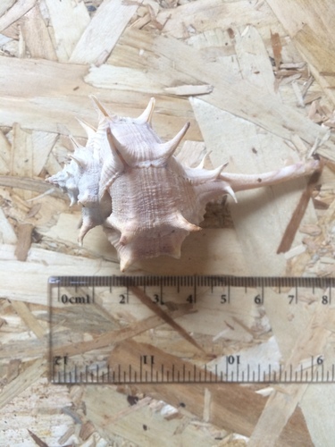 Bodljikavi volak (Bolinus brandaris)