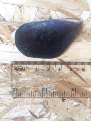 Dagnja (Mytilus galloprovincialis)