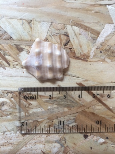 helmovka uzlovaná (Galeodea echinophora)