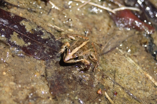 Mascarene Ridged Frog