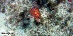 Green sea turtle