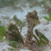 Observation photo