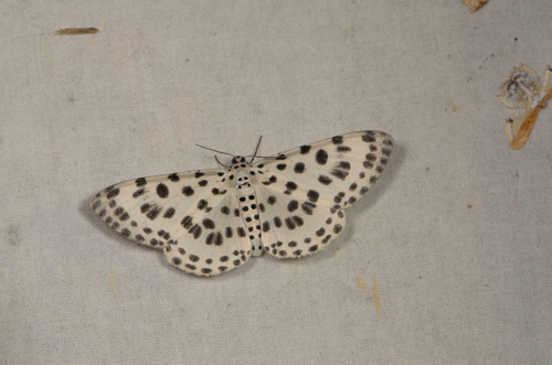 Antipercnia albinigrata
