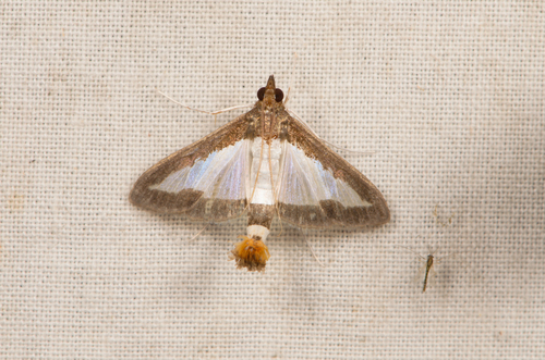 Cucumber Moth