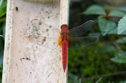 Scarlet Skimmer
