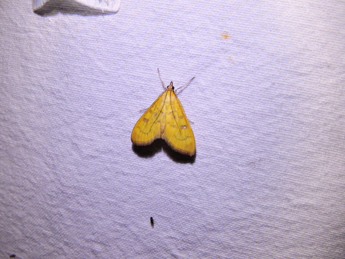 Mecyna auralis