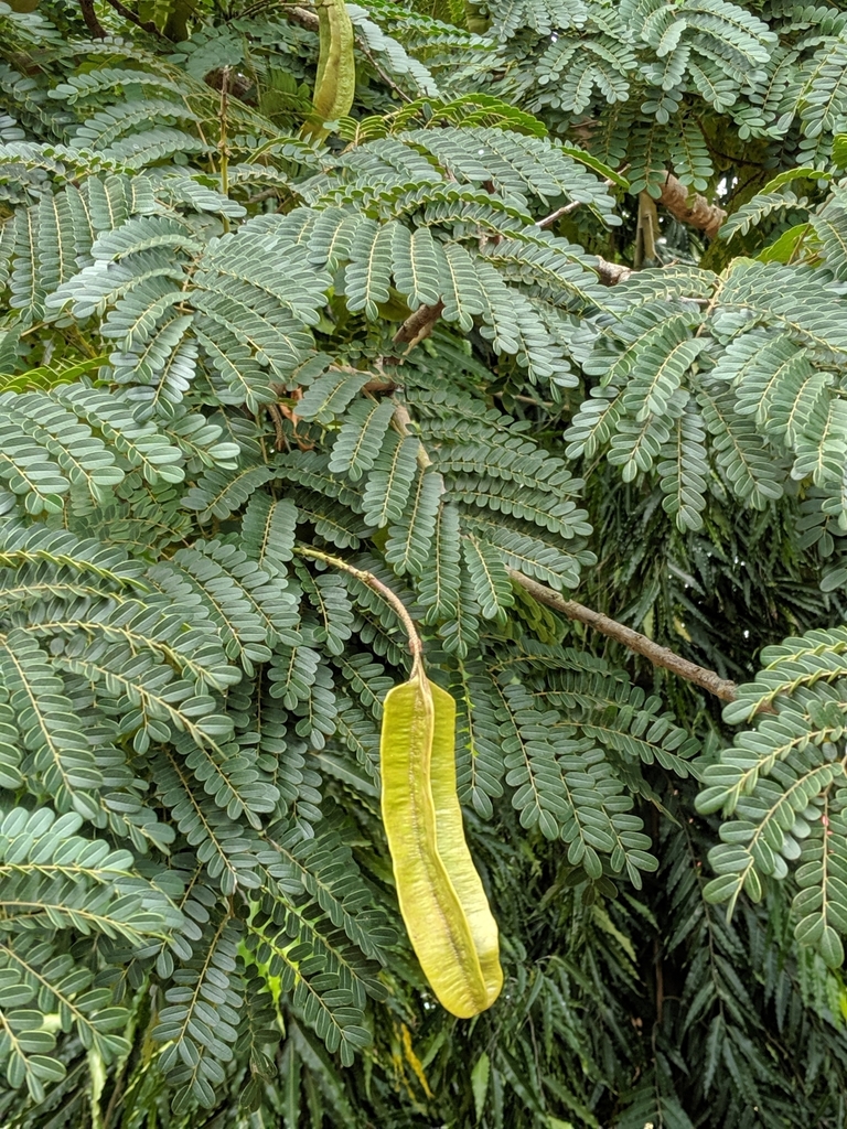 Tetrapleura tetraptera · iNaturalist