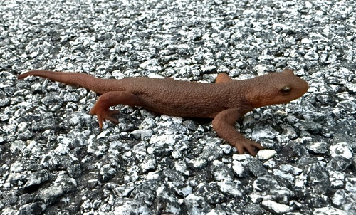 iNaturalist observation photo of California Newt