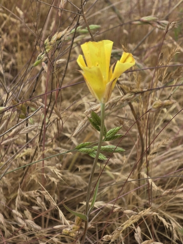 iNaturalist observation photo of Yellow Mariposa Lily