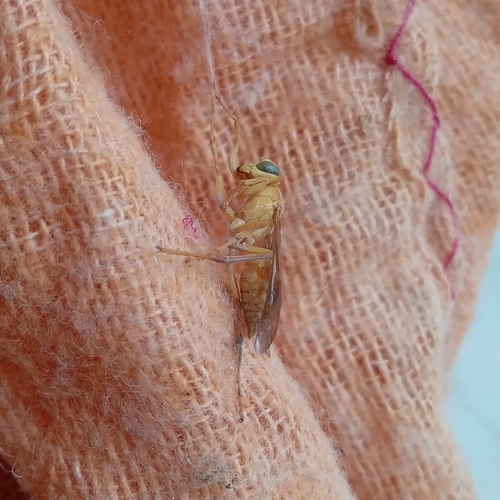 Arabian paper wasp