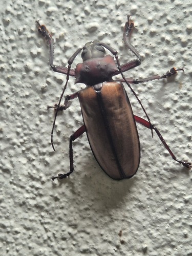 Rhaphipodus bonni