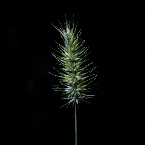 Echinopogon caespitosus C.E.Hubb.