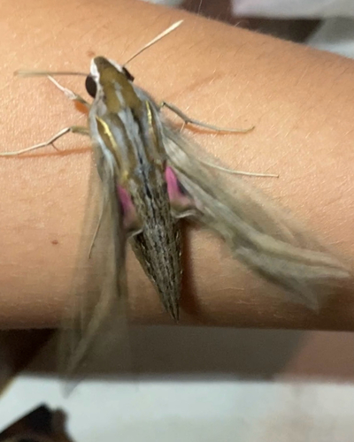Vine Hawkmoth