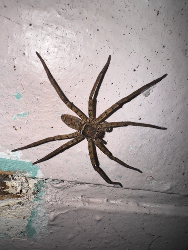 Pantropical Huntsman Spider