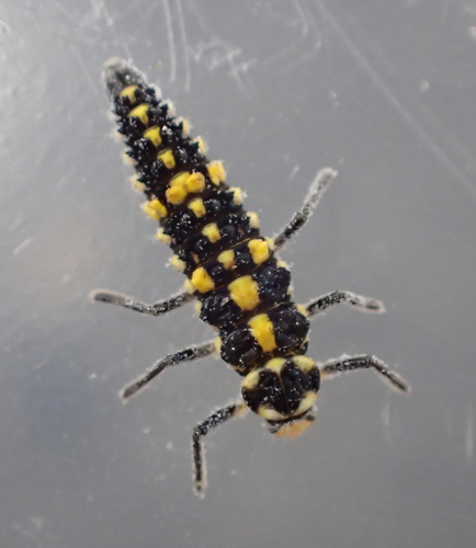 Ashy Gray Lady Beetle