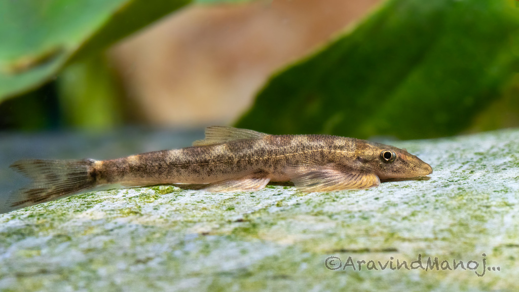 Balitora jalpalli from Palakkad, Kerala, India on May 01, 2025 at 03:33 ...