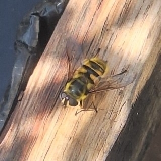 Batman Hoverfly