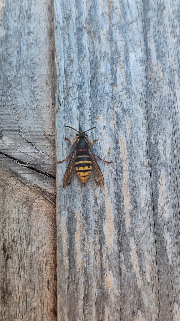 Median Wasp