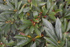 Red-fruit Spicebush - Photo (c) James Ojascastro, all rights reserved, uploaded by James Ojascastro
