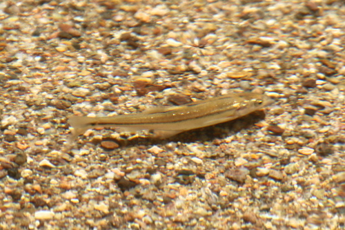Longfin Dace