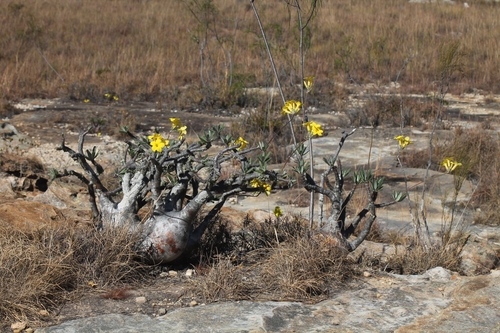 Elephant's Foot Plant