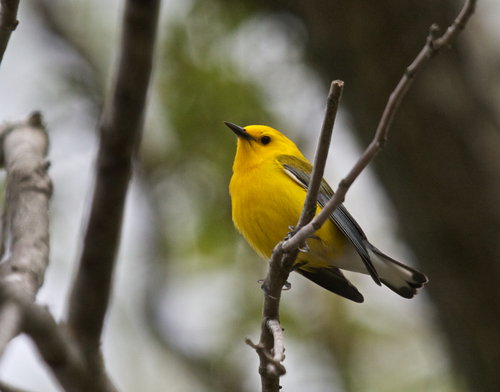 Prothonotary Warbler