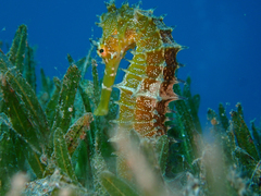 Seahorse