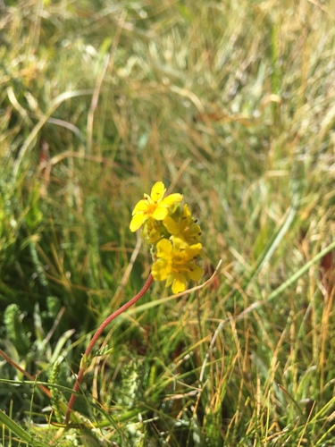Ivesia lycopodioides var. megalopetala