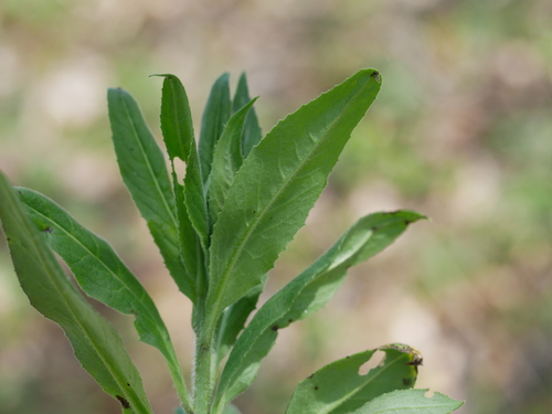 Ascochyta cheiranthi