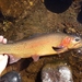 Rio Grande Cutthroat Trout - Photo (c) Brandon Brooke, all rights reserved, uploaded by Brandon Brooke