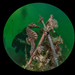 Observation photo