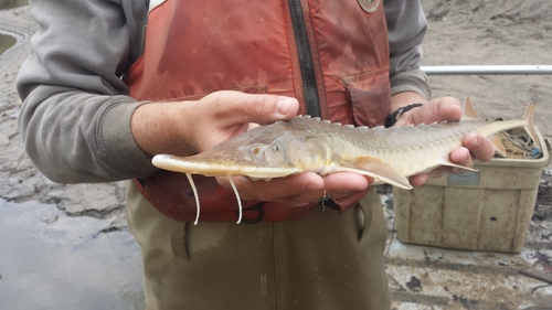 Shovelnose Sturgeon