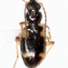 Bembidion mundum - Photo (c) Will Chatfield-Taylor, all rights reserved
