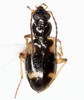 Bembidion mundum - Photo (c) Will Chatfield-Taylor, all rights reserved, uploaded by Will Chatfield-Taylor