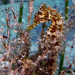 Observation photo
