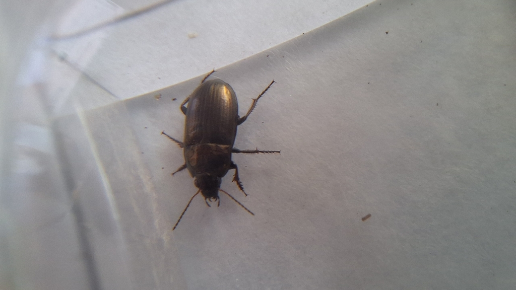 Common Sun Beetle