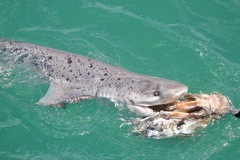Sevengill Shark