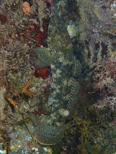 Giant Goby