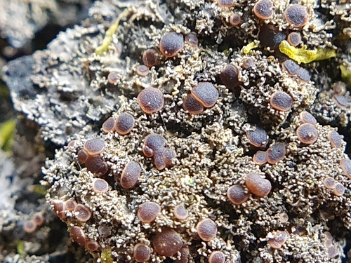 black-bordered shingle lichen