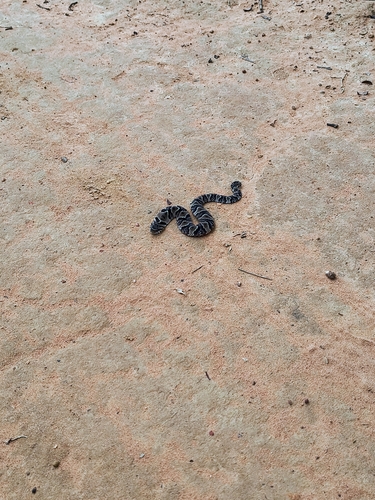 Wagler's Snake