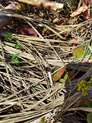Unknown species found near Pocatello, ID 83204, USA